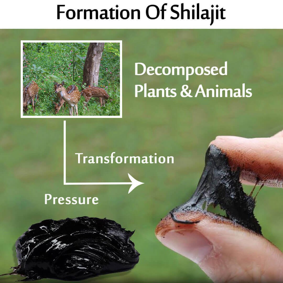 Formation of Shilajit