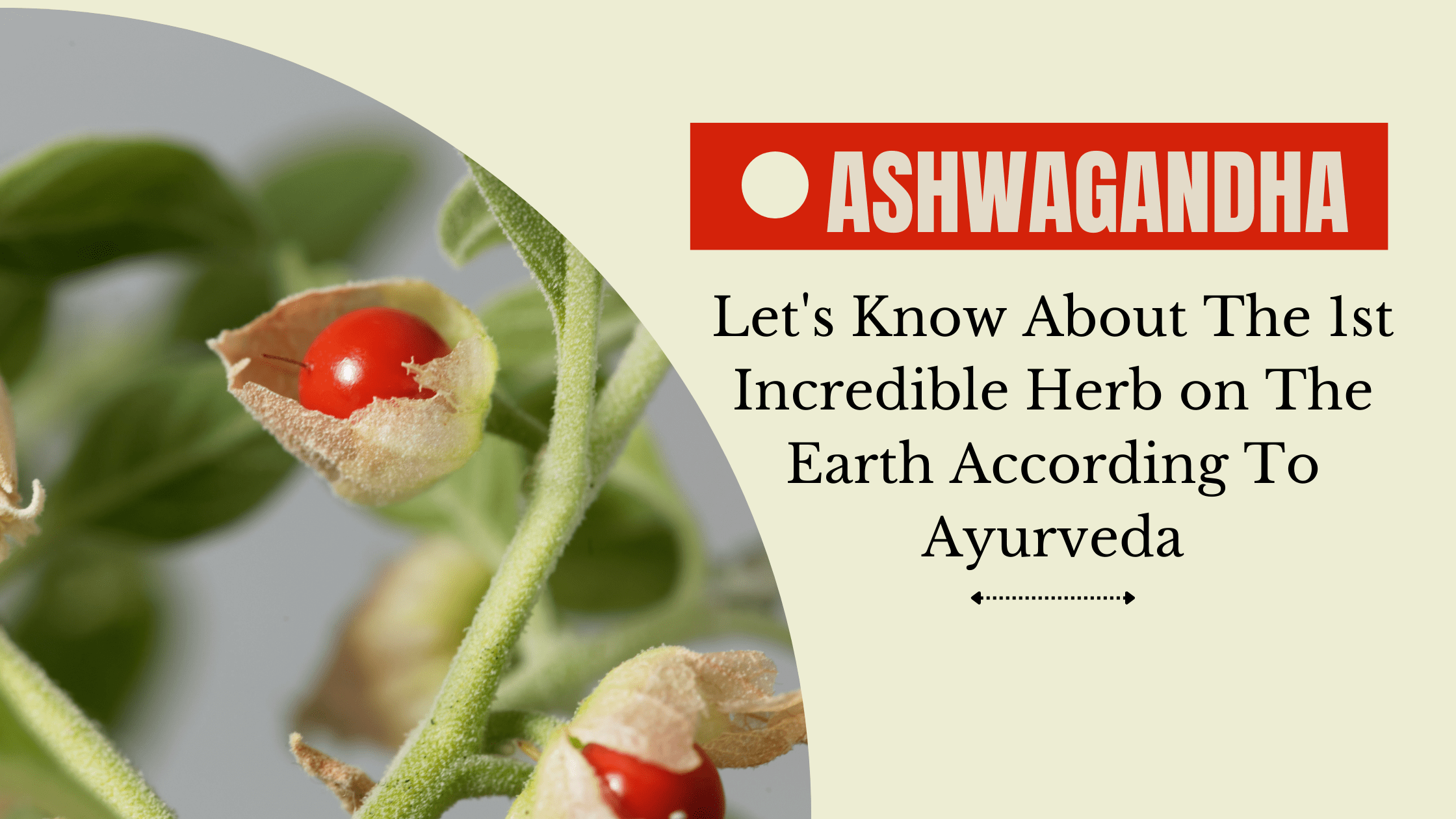 Let's Know About The Incredible Herbs of Ashwagandha on The Earth According To Ayurveda