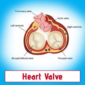 Heart Valve
