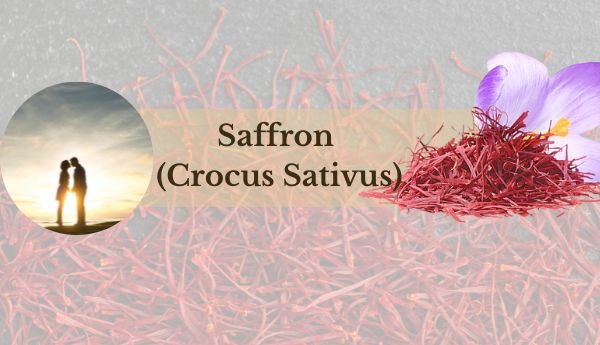 Saffron ayurvedic medicine for sex